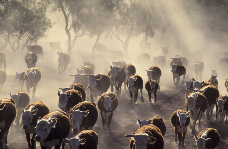 Cattle walking through a dusty paddock