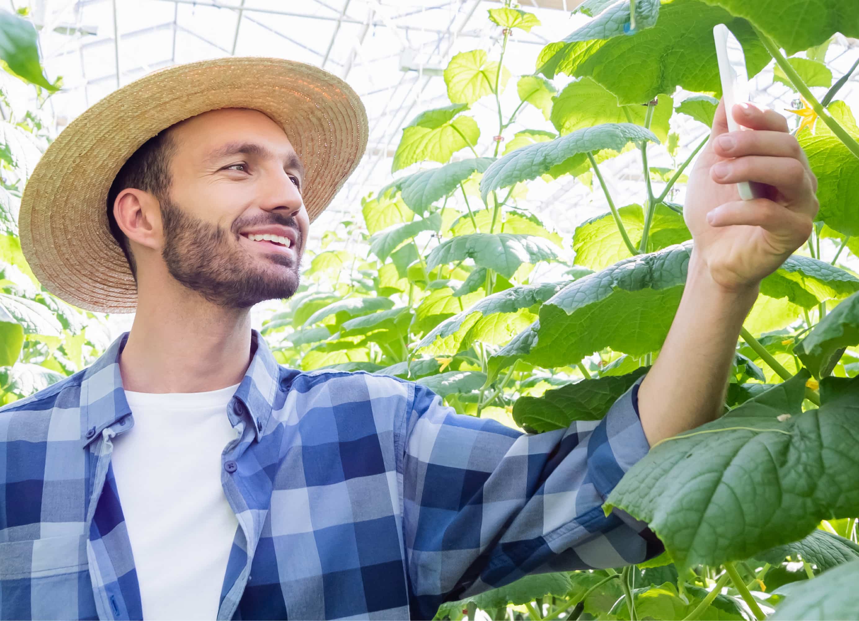 Man standing in greenhouse surrounded by lush green plants smiling at phone in hand.