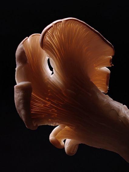 Close up shot of mushroom shows details clearly